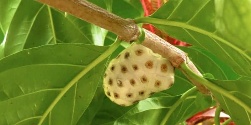 Noni Juice untuk epilepsi