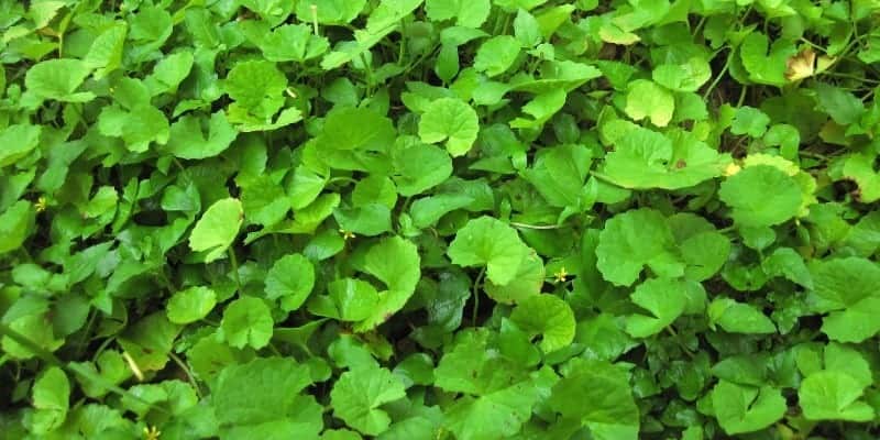 Pegagan untuk epilepsi