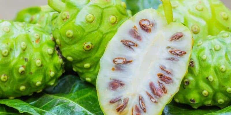 Mengkudu/Noni untuk Gagal Ginjal