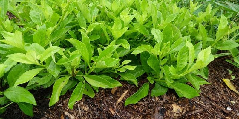 Sambung nyawa untuk gagal ginjal