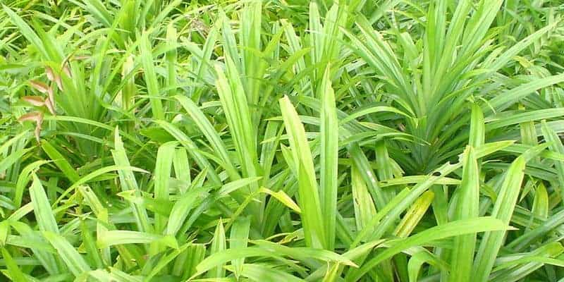 resep herbal gangguan kecemasan