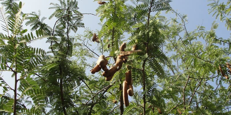 Resep herbal untuk gangguan pencernaan