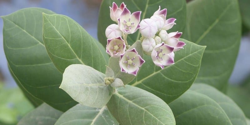 Biduri untuk ramuan herbal gatal