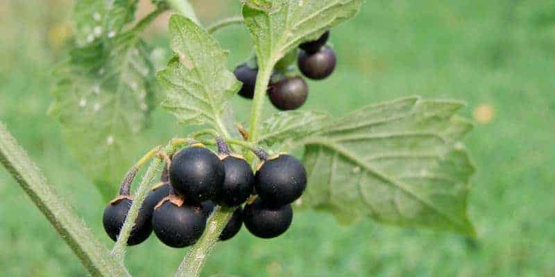 Leunca untuk ramuan herbal gatal