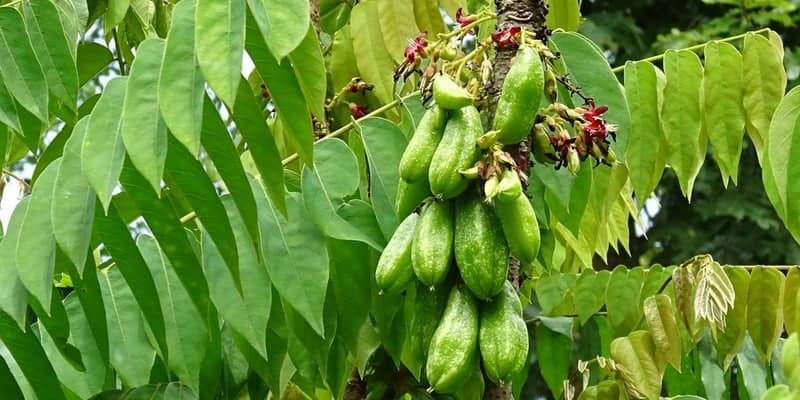 Resep herbal untuk gondongan