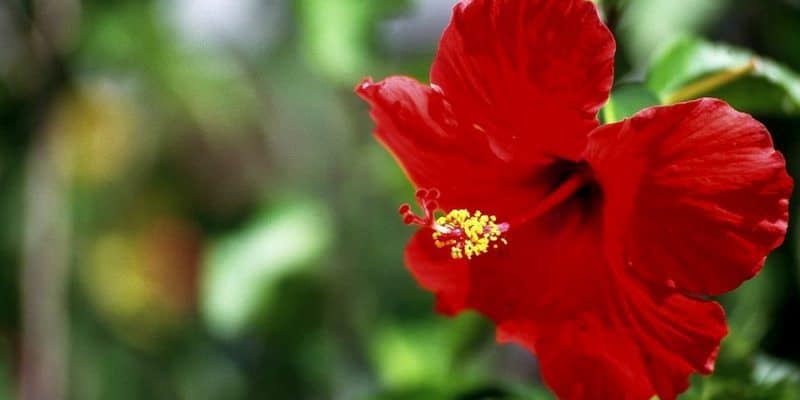 Resep herbal untuk gondongan