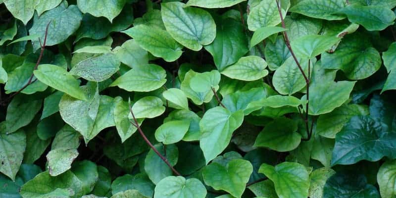 Resep herbal untuk gusi bengkak dan gusi berdarah