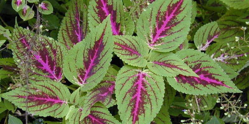 Resep herbal haid terlambat