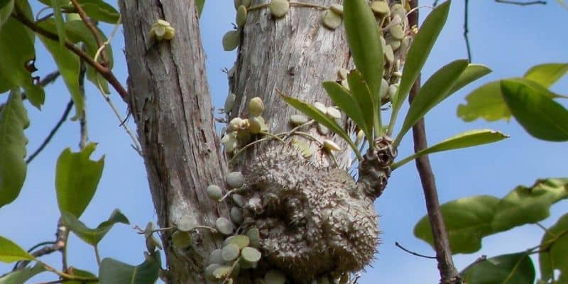 Resep herbal haid terlambat