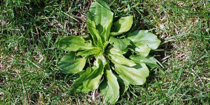 Resep herbal infeksi ginjal