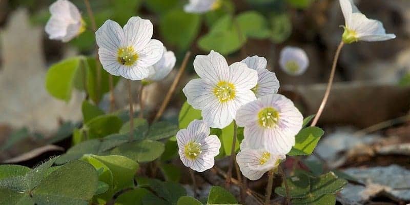 resep herbal infeksi saluran kemih