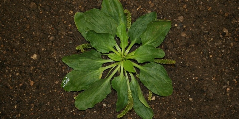 resep herbal infeksi saluran kemih