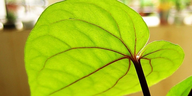 Daun Sirih Untuk Jerawat