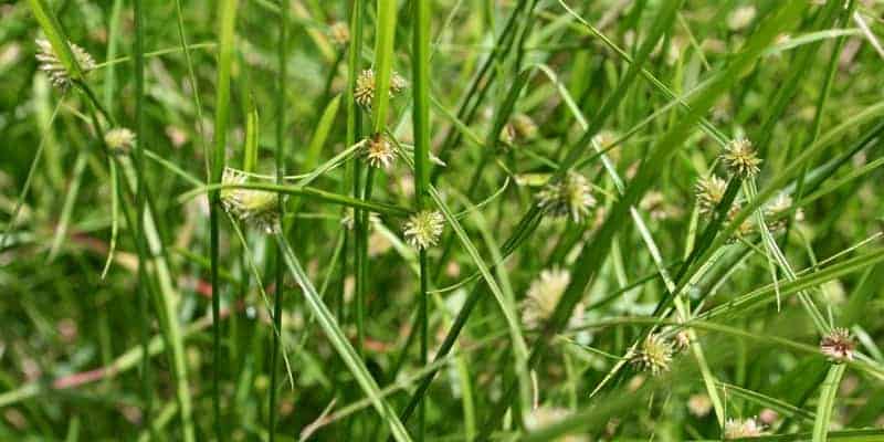 rumput jukut pendul untuk resep herbal malaria
