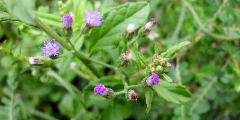 sawi langit untuk resep herbal batuk