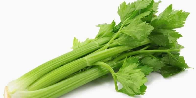 seledri untuk ramuan herbal asam urat