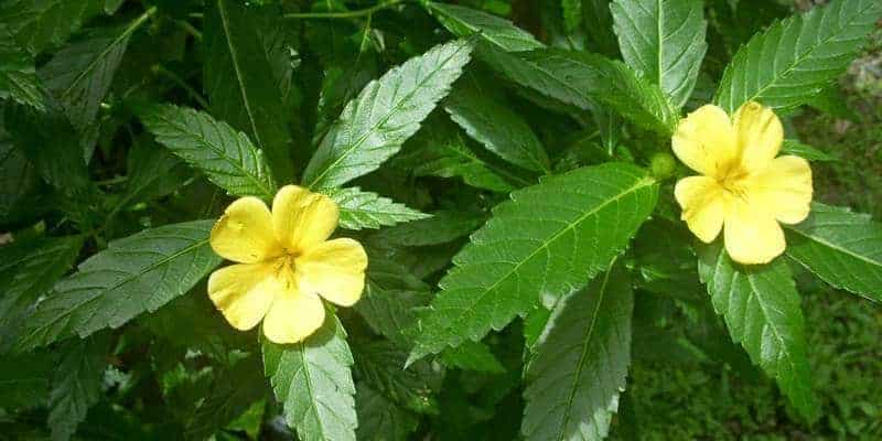 tanaman sidaguri untuk ramuan herbal asam urat