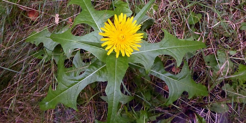 tempuyung untuk ramuan herbal asam urat