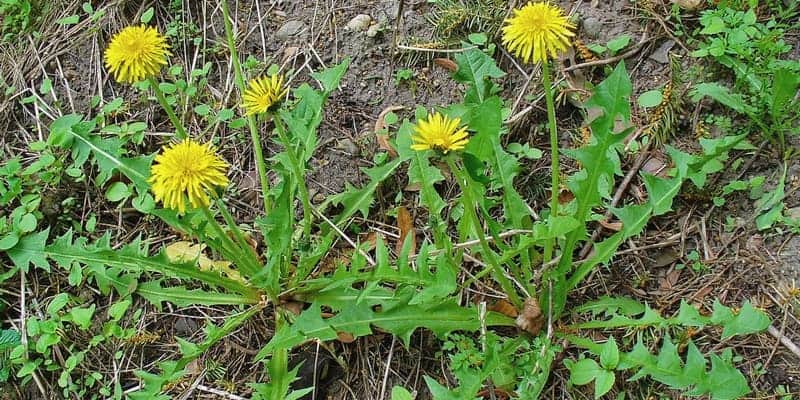 daun tempuyung untuk batu kandung kemih