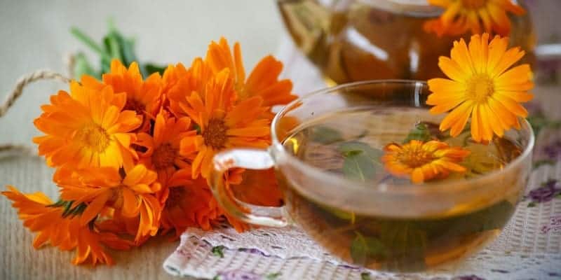 bunga tahi kotok untuk ramuan herbal mata gatal