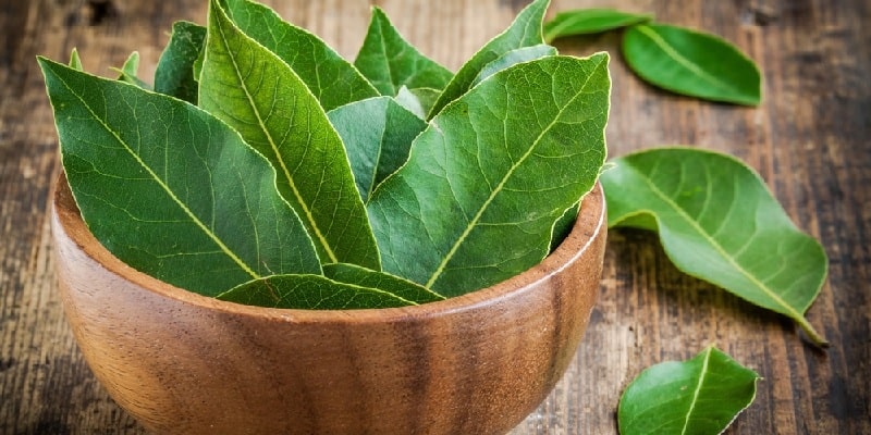 daun salam untuk resep herbal maag