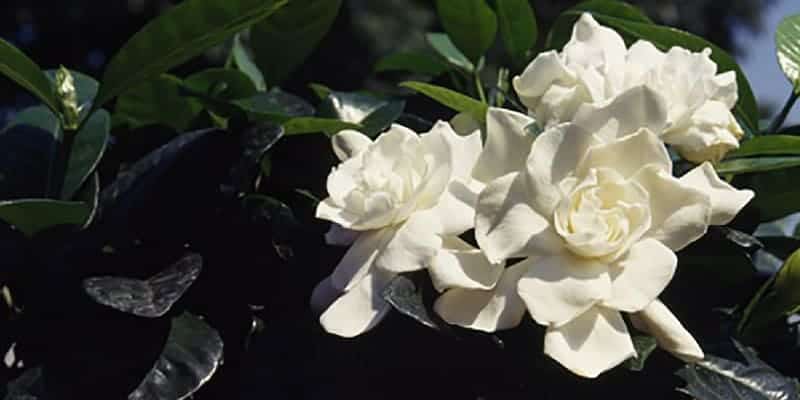 kacapiring untuk resep herbal sariawan