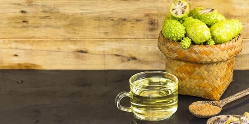 noni untuk ramuan herbal malaria