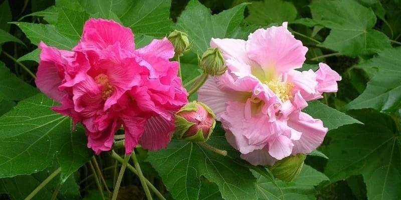 resep herbal luka tersiram air panas dengan bunga waru landak