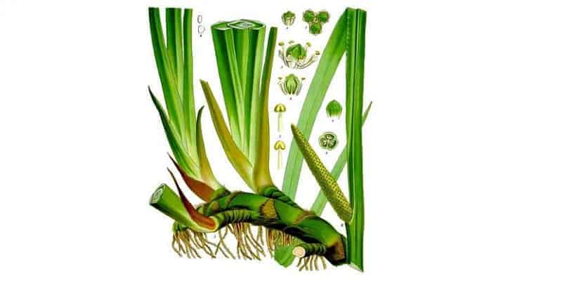 tanaman obat jeringau