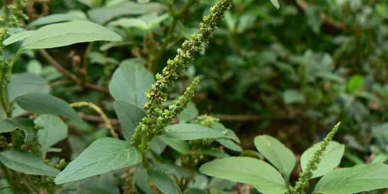 bayam duri untuk ramuan herbal wasir
