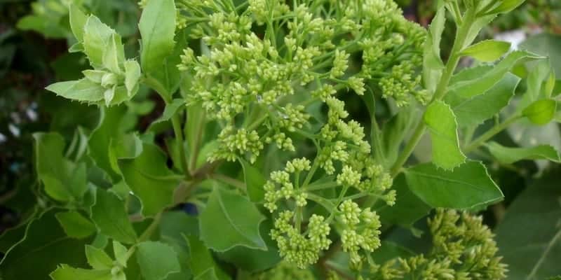 daun beluntas untuk ramuan herbal luka