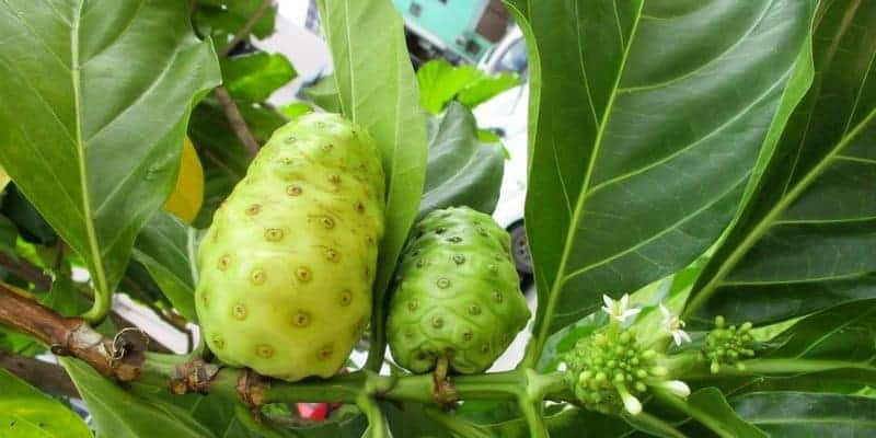 noni juice untuk ramuan herbal luka