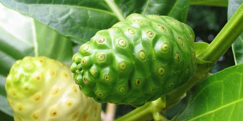noni juice untuk resep herbal biduran