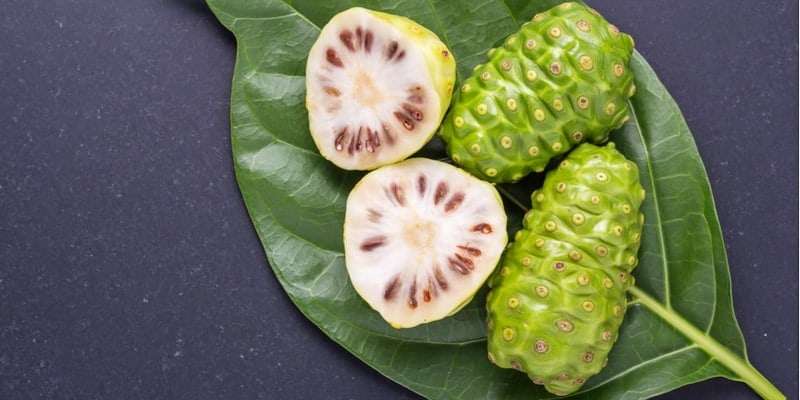 noni juice untuk ramuan herbal bisul di payudara