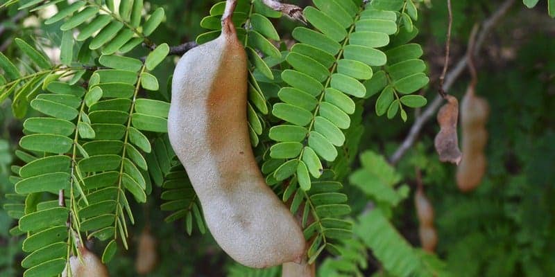 daun asam untuk resep herbal bengkak di persendian