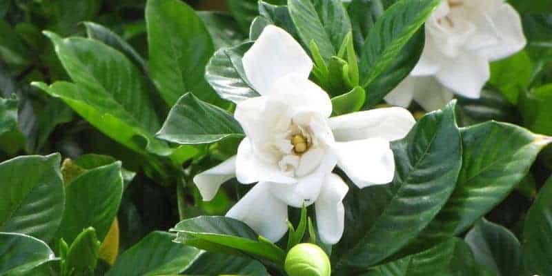 daun kacapiring untuk resep herbal memar