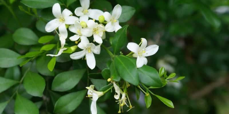 daun kemuning untuk ramuan herbal memar