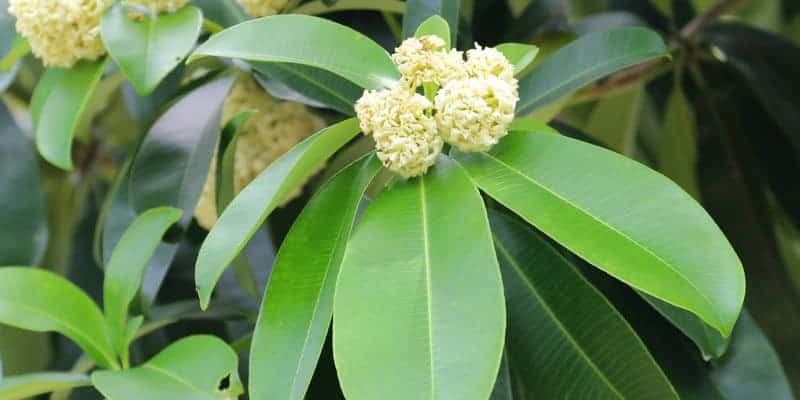 daun pulai untuk resep herbal beri-beri