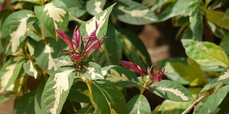 daun wungu untuk ramuan herbal bengkak di persendian