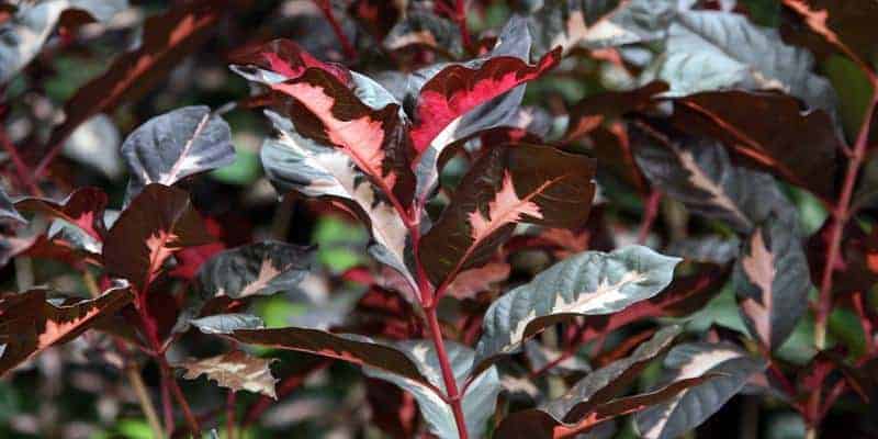 daun wungu untuk resep herbal bisul di payudara