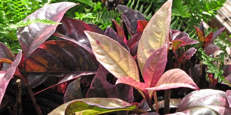 daun wungu untuk resep herbal mematangkan bisul