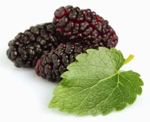 daun murbei untuk ramuan herbal berkeringat malam