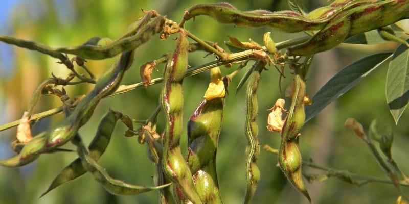 kacang gude untuk ramuan herbal bengkak