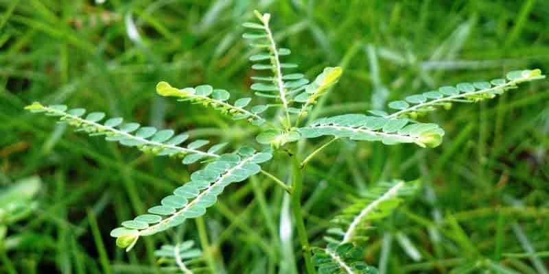 meniran untuk ramuan herbal bisul di kelopak mata