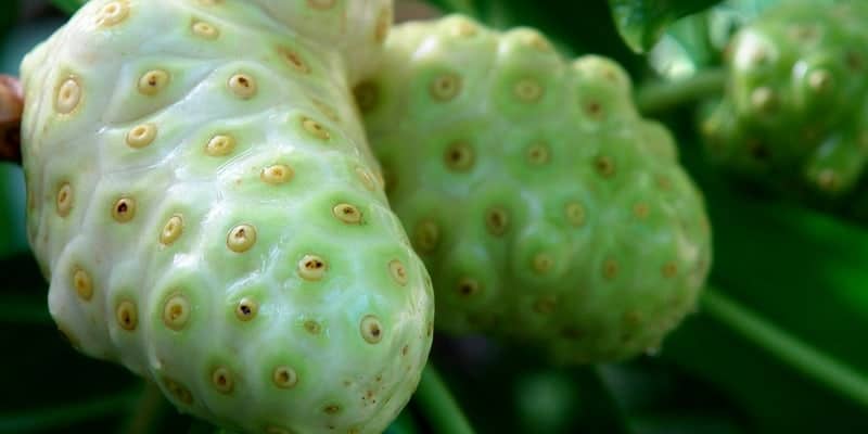 buah noni untuk ramuan herbal bengkak di persendian