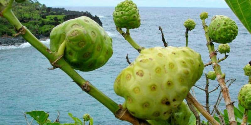 Noni juice untuk resep herbal bercak hitam di muka