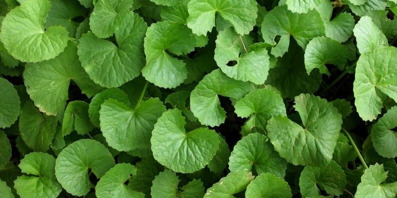 pegagan untuk resep herbal bengkak