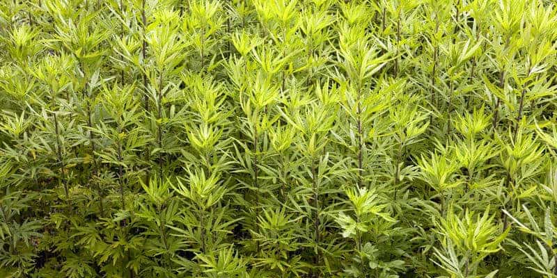 Resep herbal kanker lambung