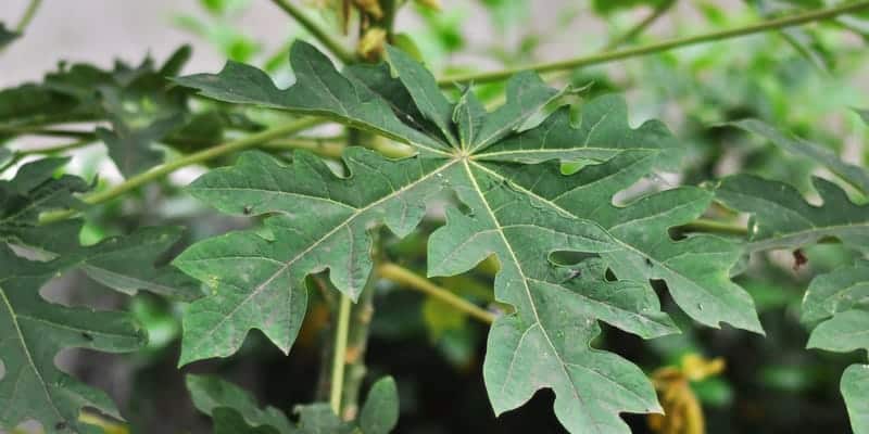 Resep herbal daun pepaya