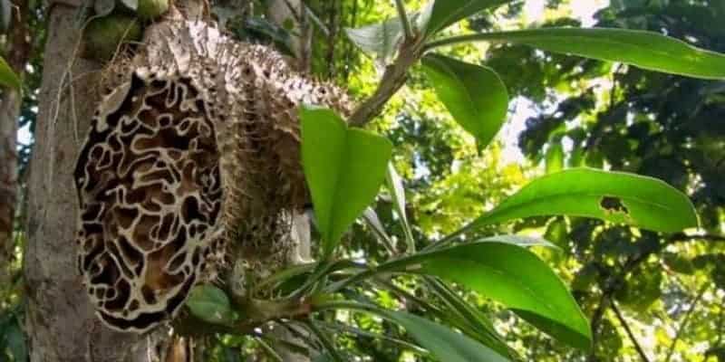 Resep herbal leukemia